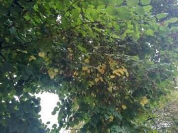 Listí na stromě
